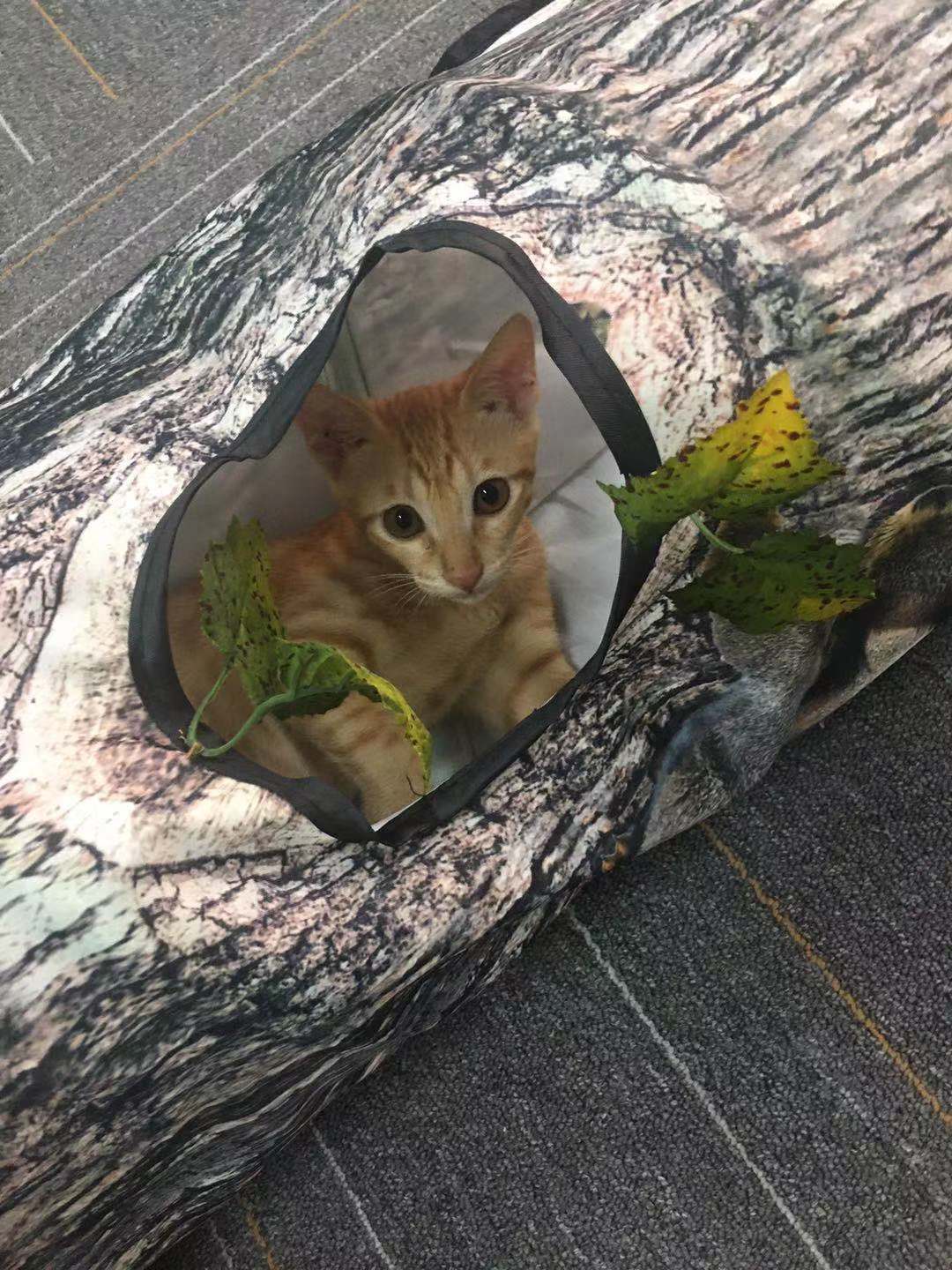 Tree Pattern Tunnel Pet Zhiyi Cat Toy Pets Supplies Dog Toys - Image 2