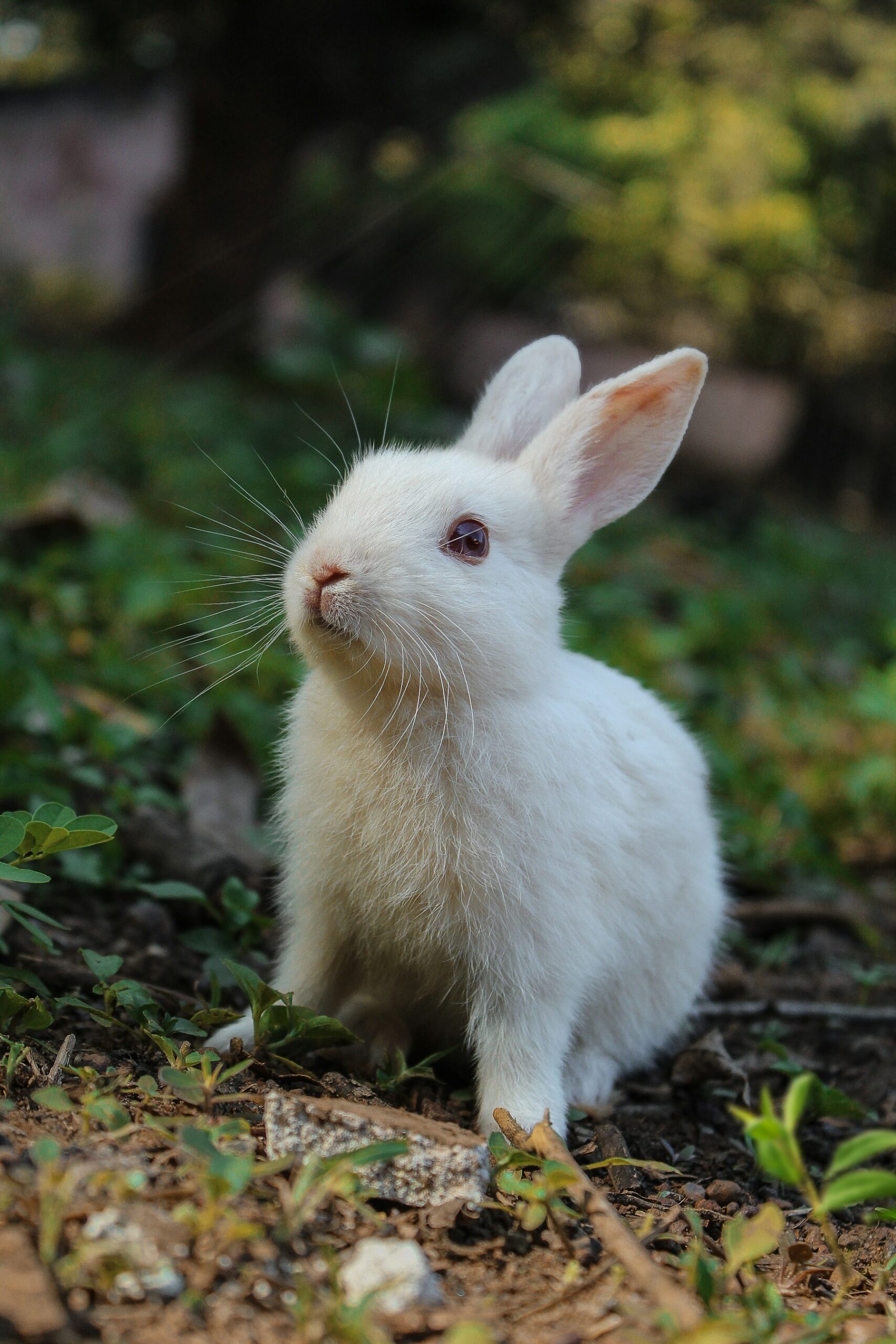 Enrichment for Rabbits and Small Pets: Simple Ideas That Respect Natural Behavior